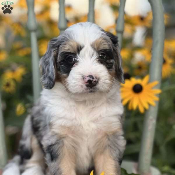 Clinton, Mini Bernedoodle Puppy