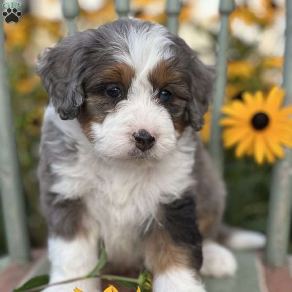 Chase, Mini Bernedoodle Puppy