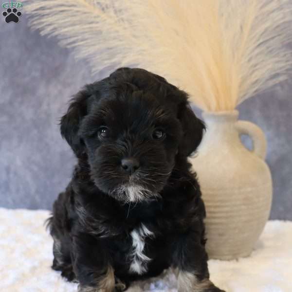 pumpkin, Shih-Poo Puppy