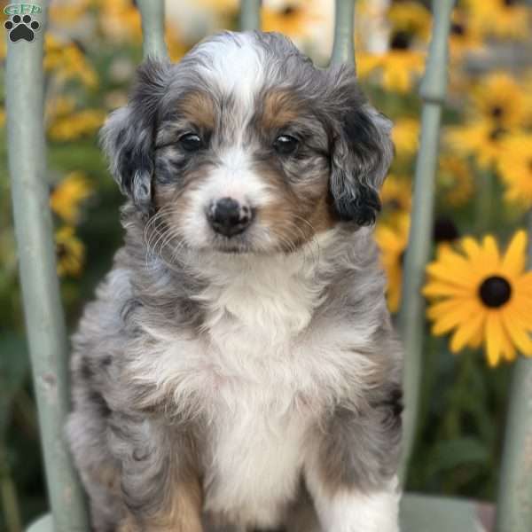 Charlie, Mini Bernedoodle Puppy