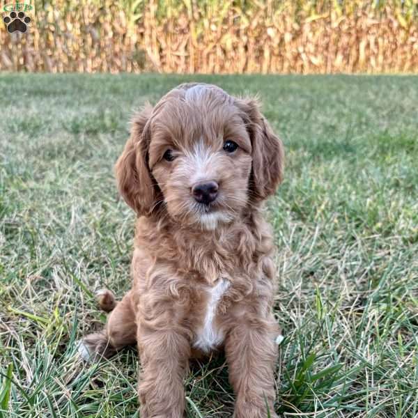 Avery Mini F1b, Cockapoo Puppy