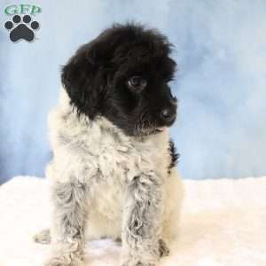 Reba, Portuguese Water Dog Puppy