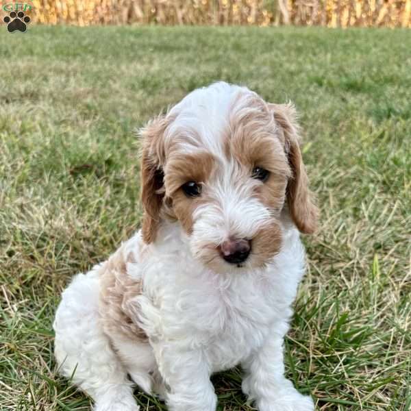 Harper Mini F1b, Cockapoo Puppy