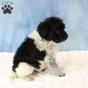 Reba, Portuguese Water Dog Puppy