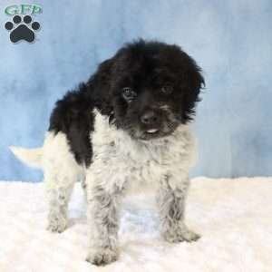 Reba, Portuguese Water Dog Puppy