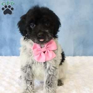 Reba, Portuguese Water Dog Puppy