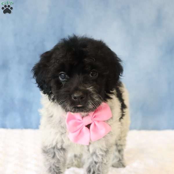 Reba, Portuguese Water Dog Puppy