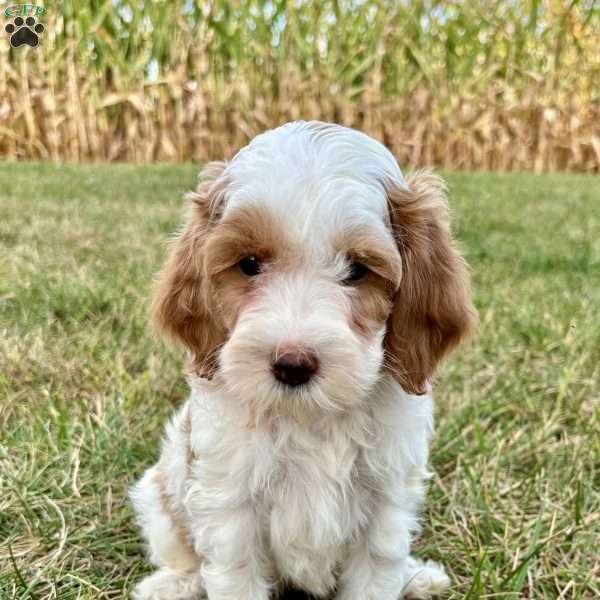 Chloe Mini F1b, Cockapoo Puppy