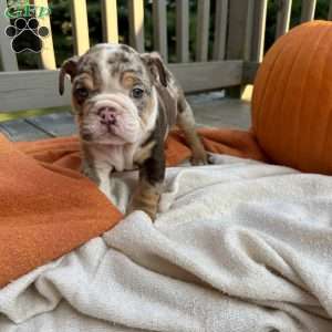 Simon, English Bulldog Puppy