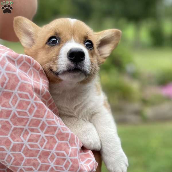 Pumpkin, Pembroke Welsh Corgi Puppy