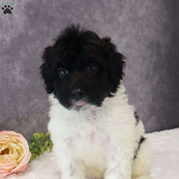 Bruno, Portuguese Water Dog Puppy