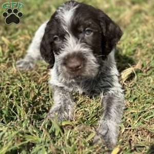 Auggie, Wirehaired Pointing Griffon Puppy