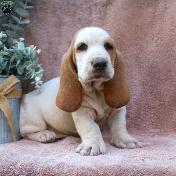 Anthony, Basset Hound Puppy