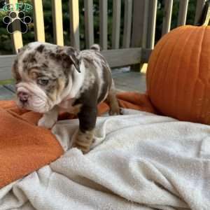 Simon, English Bulldog Puppy