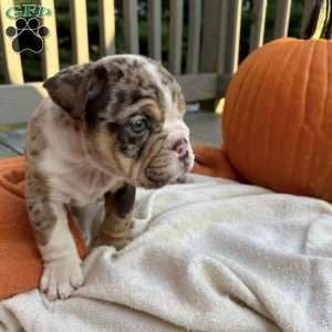 Simon, English Bulldog Puppy