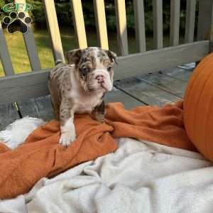 Simon, English Bulldog Puppy