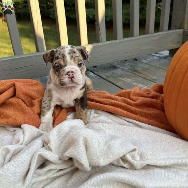 Simon, English Bulldog Puppy