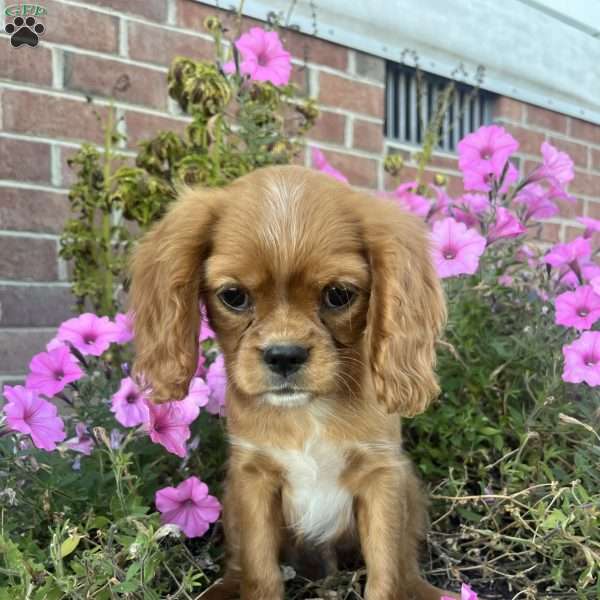 Andrew, Cavalier King Charles Spaniel Puppy