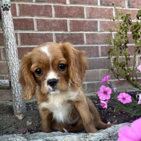 Abigail, Cavalier King Charles Spaniel Puppy