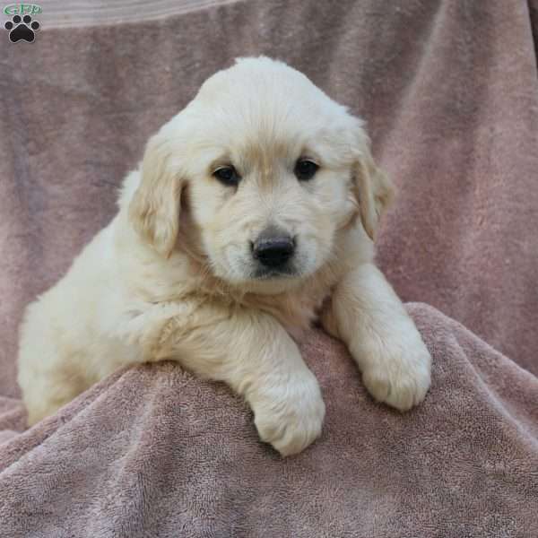 Charlie, Golden Retriever Puppy