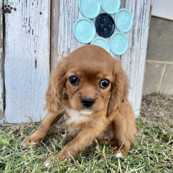 Alison, Cavalier King Charles Spaniel Puppy