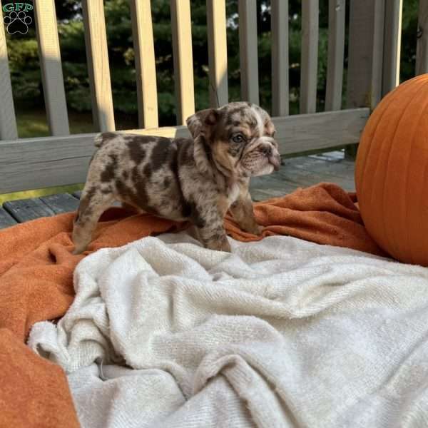 Mae, English Bulldog Puppy