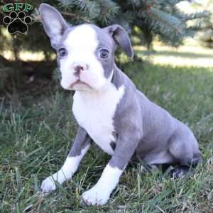 Tank, Boston Terrier Puppy