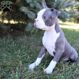 Tank, Boston Terrier Puppy