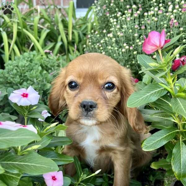 Anna Lee, Cavalier King Charles Spaniel Puppy