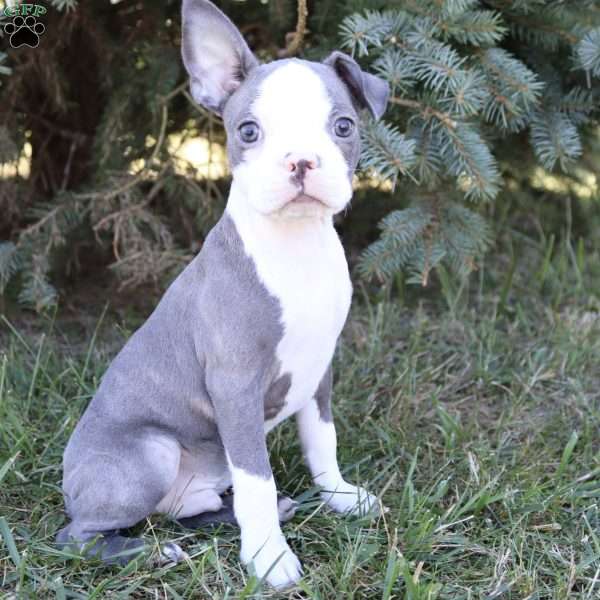 Tank, Boston Terrier Puppy