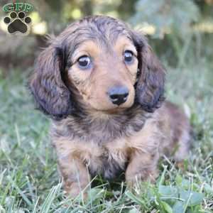 Brittany, Dachshund Puppy