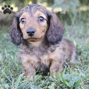 Brittany, Dachshund Puppy