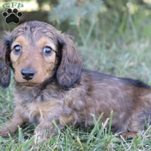 Brittany, Dachshund Puppy