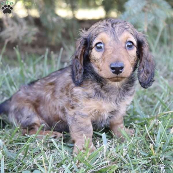 Brittany, Dachshund Puppy