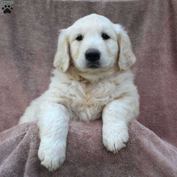 Carl, Golden Retriever Puppy