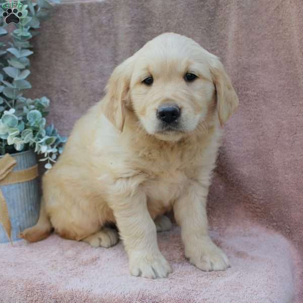 Carla, Golden Retriever Puppy