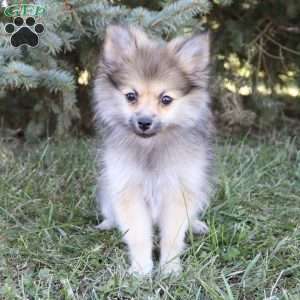 Twinkle, Pomeranian Puppy