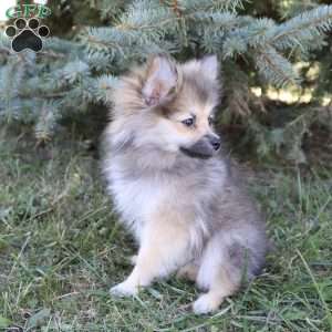 Twinkle, Pomeranian Puppy