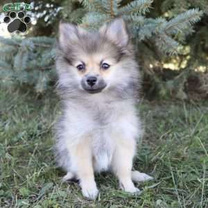 Twinkle, Pomeranian Puppy