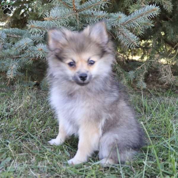 Twinkle, Pomeranian Puppy