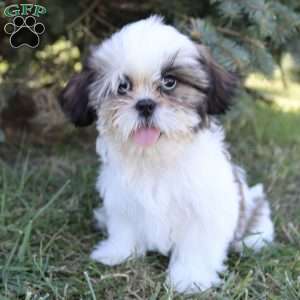 Janson, Shih Tzu Puppy