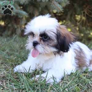 Janson, Shih Tzu Puppy