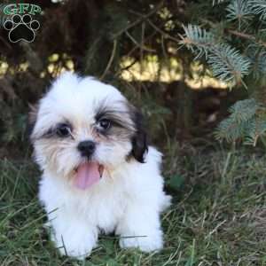 Janson, Shih Tzu Puppy