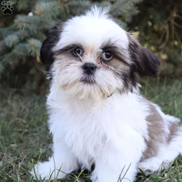 Janson, Shih Tzu Puppy