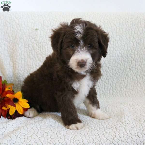 Olive, Mini Aussiedoodle Puppy