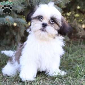 Janson, Shih Tzu Puppy