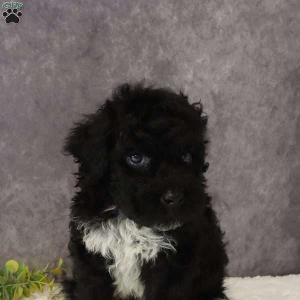 Jett, Portuguese Water Dog Puppy