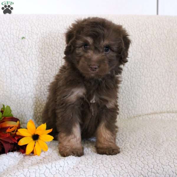 Oliver, Mini Aussiedoodle Puppy