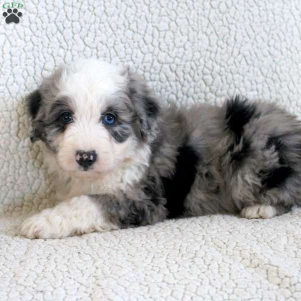 Octavia, Mini Aussiedoodle Puppy