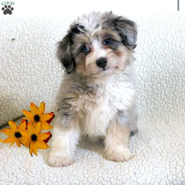 Lovely, Mini Aussiedoodle Puppy